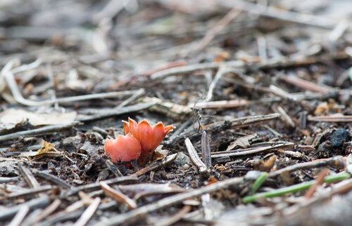 Альбом:  Грибы - Fungi Ascomycota - Сумчатые грибы Прочие сумчатые грибы Автор фото: Владимир Брюхов