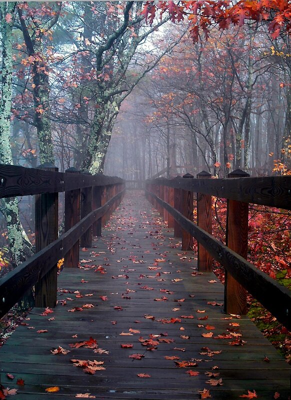 Bridge To Mist Woods