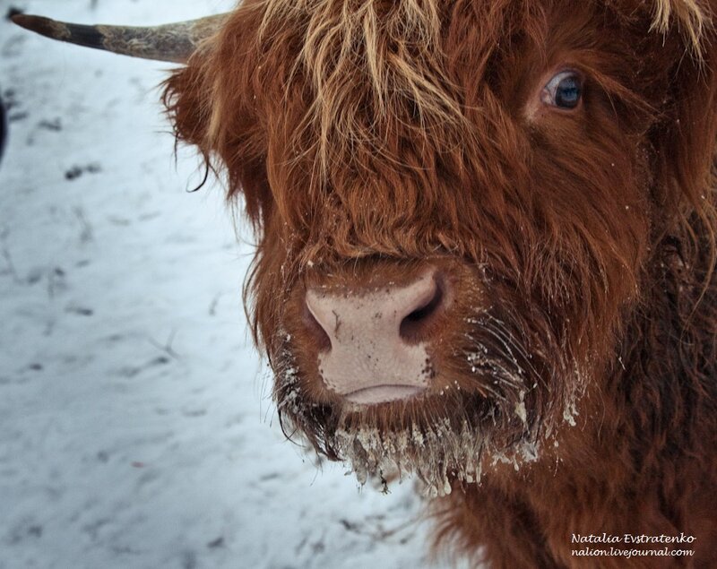 Швеция, коровы, животные, природа, шотландские хайлендские коровы, scottish highland cattle