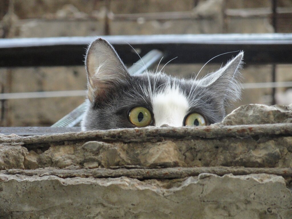 Кот смотрит с балкона