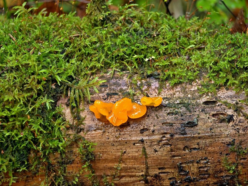 Дрожалка оранжевая (Tremella mesenterica)