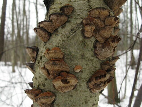 Трутовик лучевой (Mensularia radiata). Автор: Станислав Кривошеев