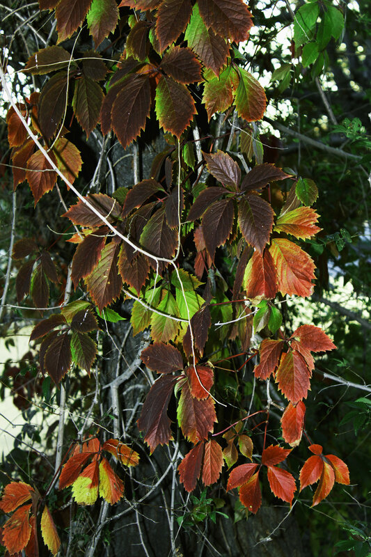 Осенняя листва, Набережная Космонавтов, Саратов, 6 октября 2011 года.