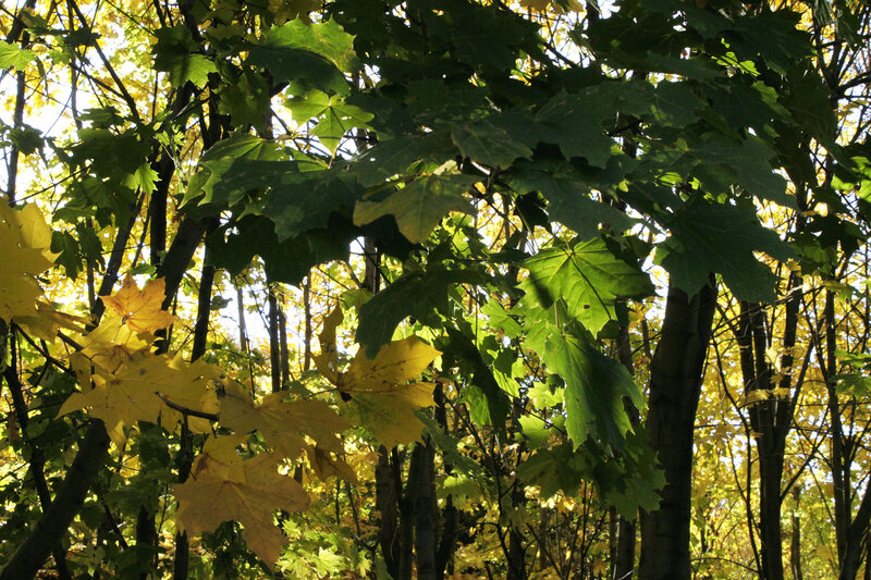 Золотая осень в лесу на 3-ей Дачной, Саратов, 9 октября 2011 года.