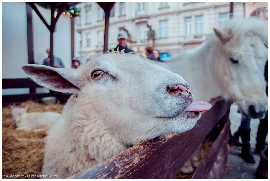 улыбка новогодней овечки в Праге
