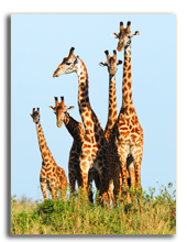 Кения. Масаи Мара. Family of giraffes in the Masai Mara Reserve (Kenya). Фото dibrova - Depositphotos
