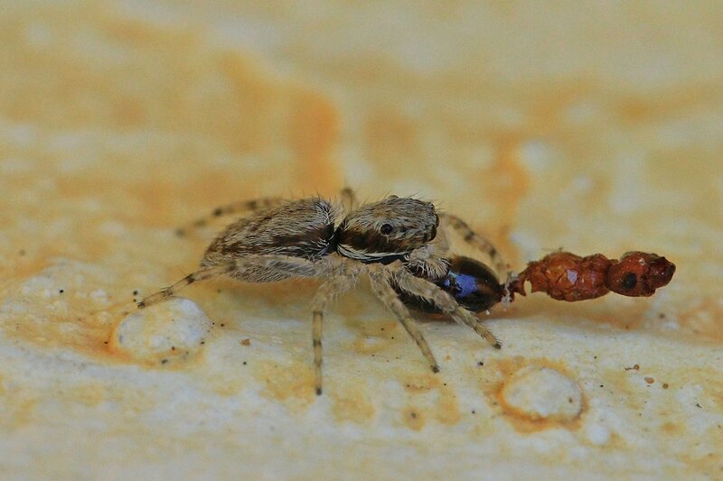 мохнатый и глазастый паук-скакунчик ищет, что бы еще съесть на пожеванной мумии муравья без ног
