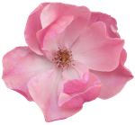 Цветы розовые  0_72953_bc631d17_S