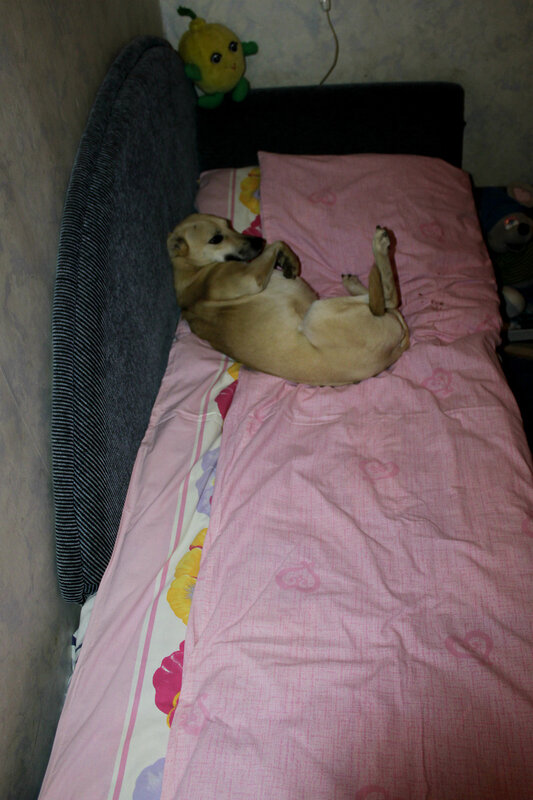 Малыш офанарел, улёгся в кровать ma_zaika (Марии Бунтарской), Саратов, 4 декабря 2011 года