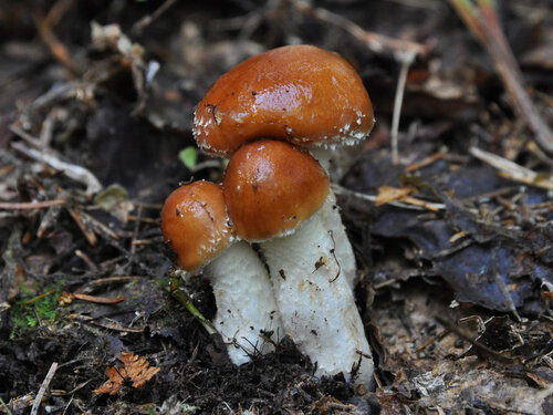 Альбом:  Грибы - Fungi Strophariaceae - Строфариевые Автор фото: Владимир Брюхов