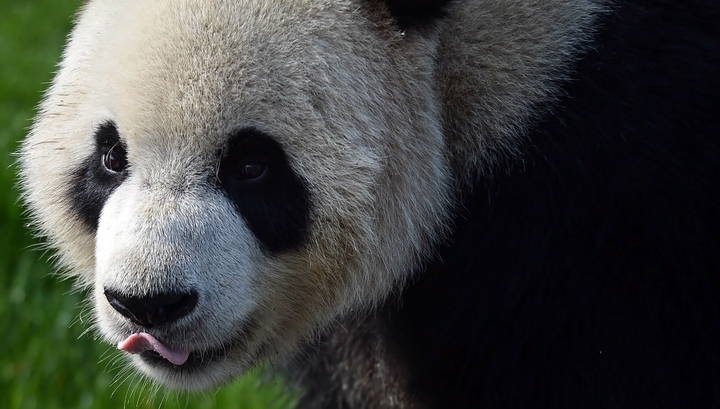Огромных панд завезут из Китая в Московский зоопарк