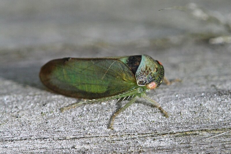 Цикадка (лат. Cicadellidae) - как цикада, только маленькая: широко расставленные глаза, крылья, зубчики на ногах, очень прыгучая