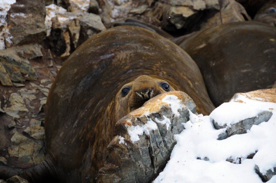 peeking elephant seal