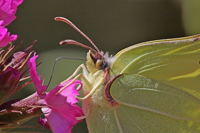 бабочка-крушинница (лимонница обыкновенная,  Gonepteryx rhamni) с жёлтыми крыльями пьёт нектар из цветка гвоздики при помощи длинного гибкого хоботка
