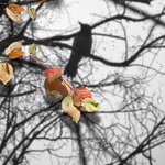 «Autumn_Blues_by_Sarah» 0_70059_a4ed7f80_S