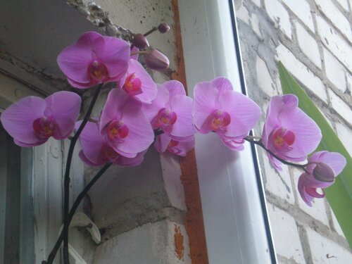 Орхидеи - Страница 8 0_6fc3e_80c6be38_L