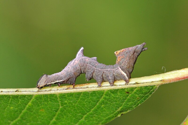 Похожая на дракона с гребнем из двух зубчиков на спине и необычной задней частью гусеница хохлатки-зигзаг (лат. Notodontia ziczac) на листке ивы козьей