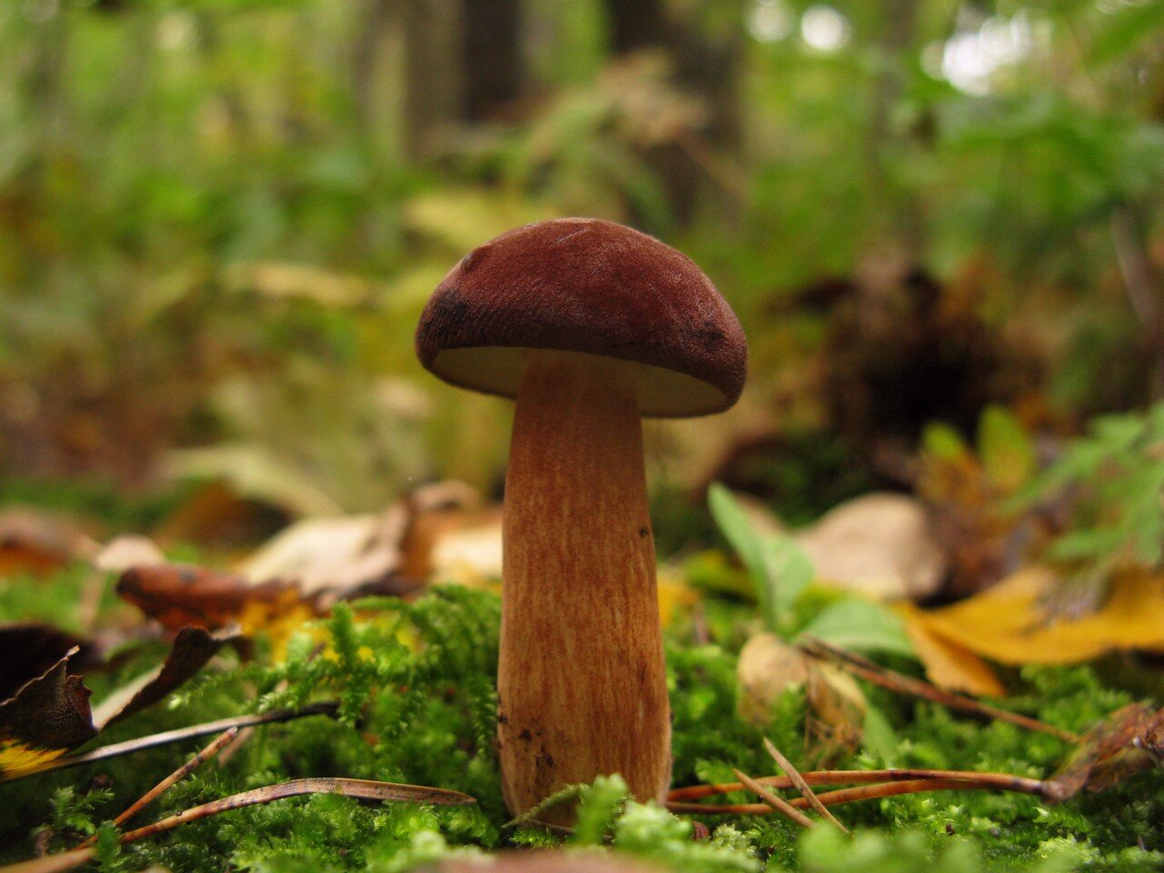 Польский гриб (Imleria badia) Автор фото: Станислав Кривошеев