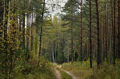 Октябрь в лесах Коврова