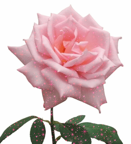 На розовой розе симпатичные розовые блики
