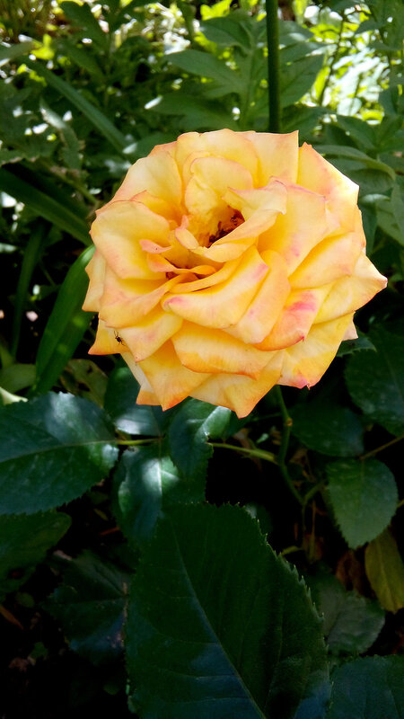 Роза-13.jpg
