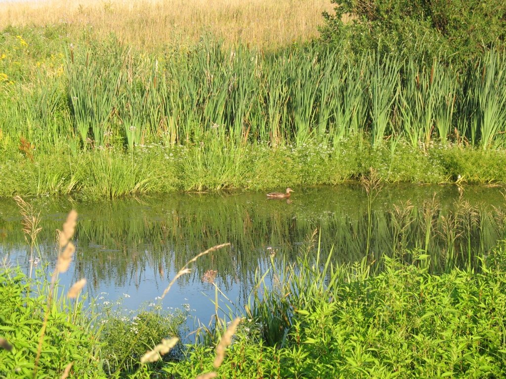 Немного утки в холодной воде. (Из прошлого)