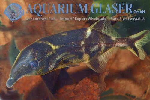 Новостные колонки Aquarium Glaser GmbH 0_db172_99d50a83_L