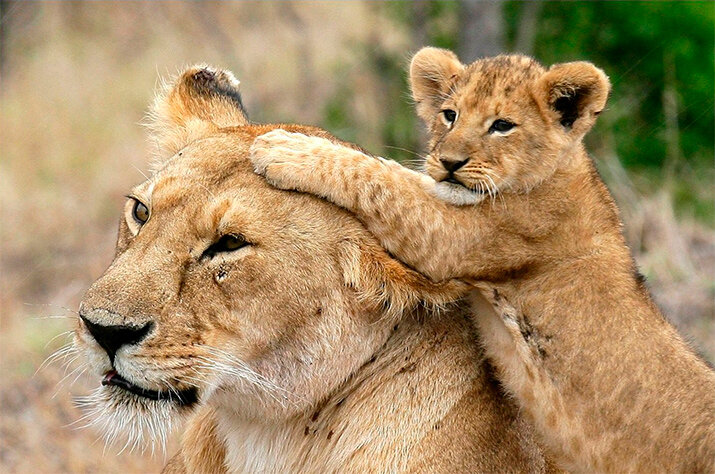 материнская любовь и забота в животном мире