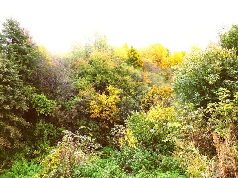 Осенний вальс рыжей бестии - осени - фото 10