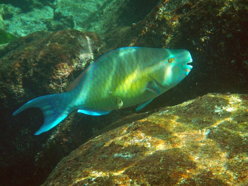 Рубиново-пепельный скар (самец) он же рыба-попугай красно-фиолетовая, Scarus rubroviolaceus среди камней и кораллов побережья островов Симилан в Андаманском море