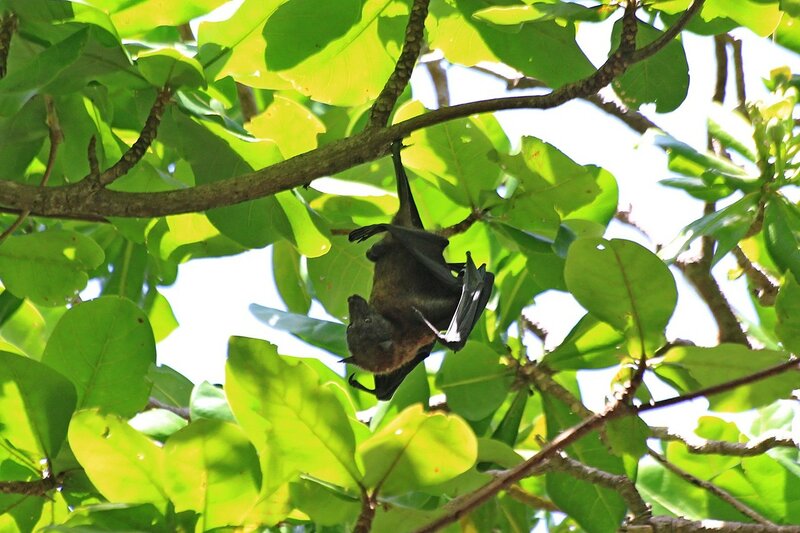 Малая летучая лисица (Pteropus hypomelanus) в кроне деревьев среди листьев на острове Ko Miang (острова Симилан, Таиланд)