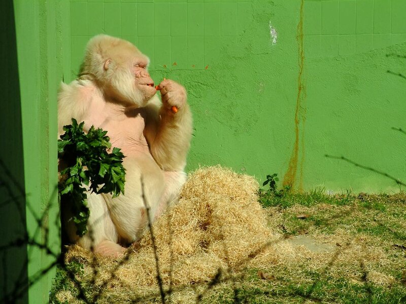 Copito de Nieve, albino gorilla, Barcelona Zoo