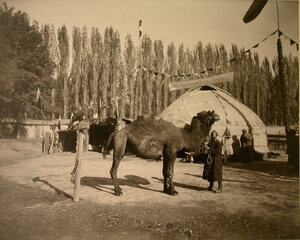 Один из экспонатов выставки - премированный верблюд.