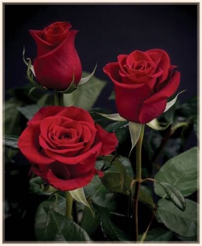 Розы красного цвета