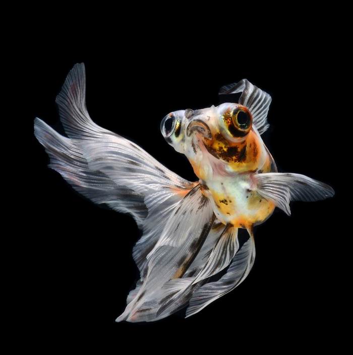 Сиамские бойцовые рыбки в фотографиях