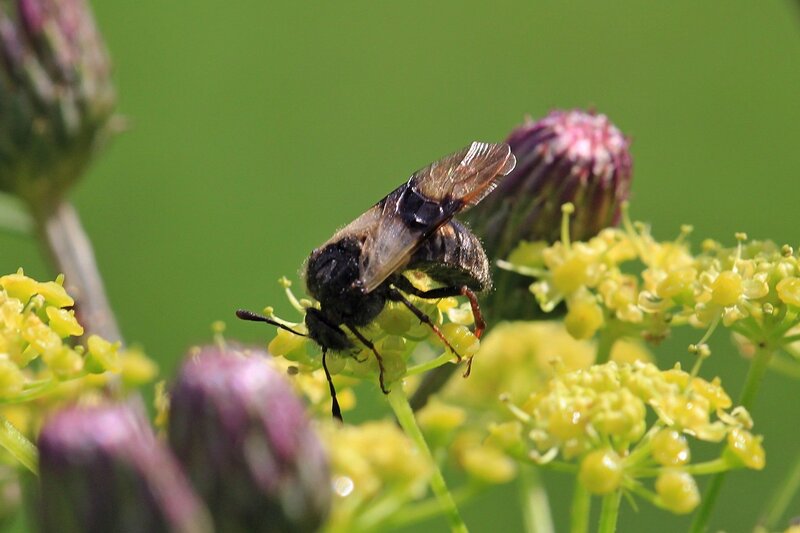 Дикая чёрная пчела с тёмными пятнышками на крыльях. Возможно, пчела-плотник.