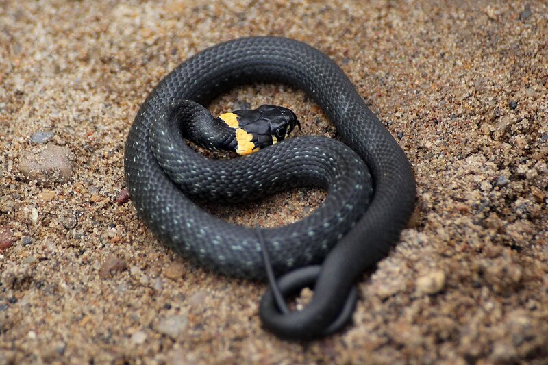 Уж обыкновенный (лат. Natrix natrix) - небольшая черная змея с желтыми «ушами» - пятнами в задней части головы