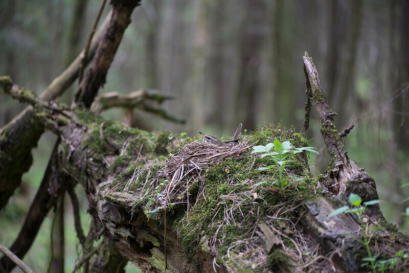 Гнездо дрозда-белобровика (Turdus iliacus) Автор фото: Владимир Брюхов
