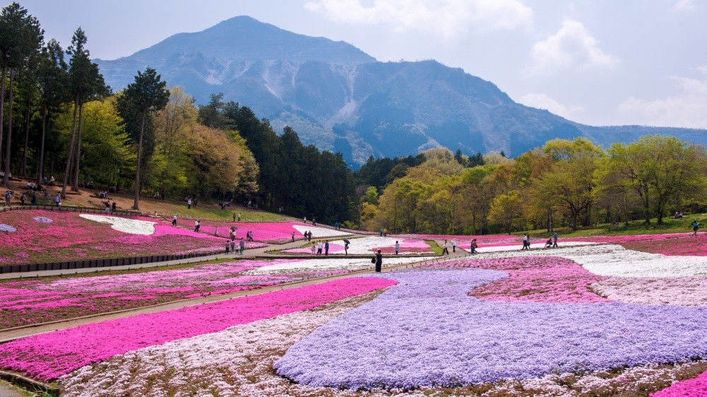 В Японии весной цветет не только сакура