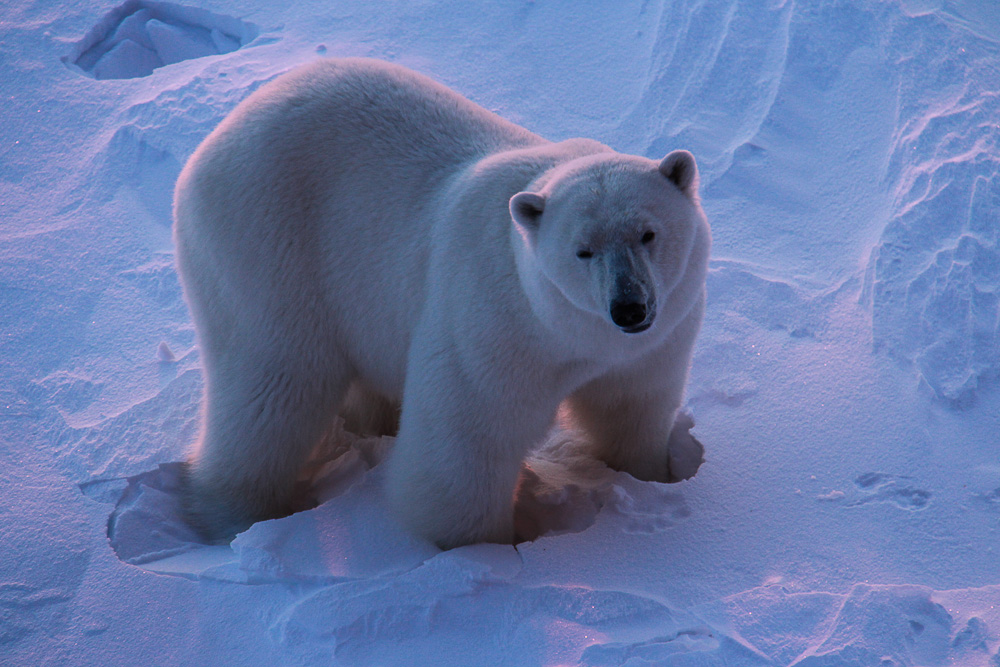 Животный Мир Арктики Фото