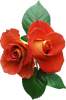 Цветы в PNG
