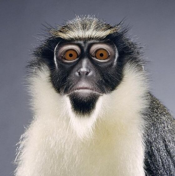 красивые фотографии обезьян