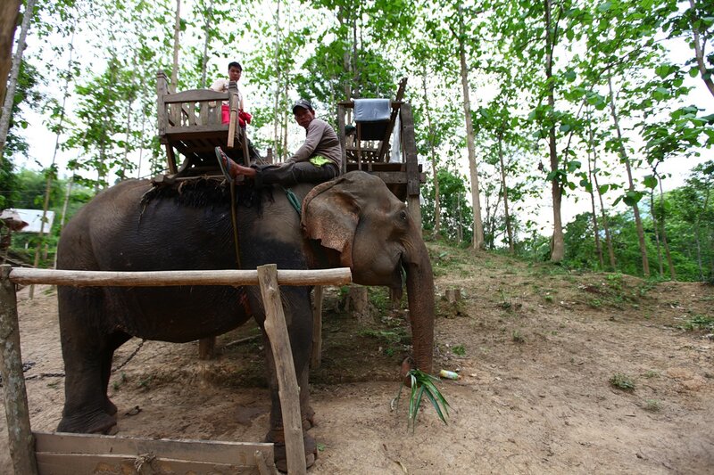 В начале февраля во Вьетнам или на Шри-Ланку, слоны?
