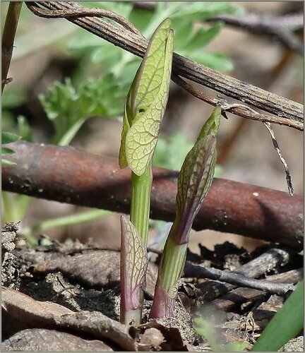 Кирказон ломоносовидный (Aristolochia clematitis) Автор фото: Сергей Апполонов
