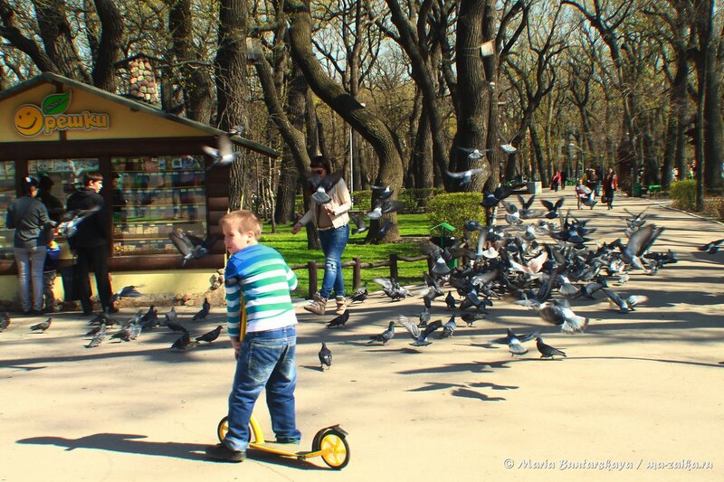 Кормление голубей, Саратов, городской парк, 28 апреля 2014 года