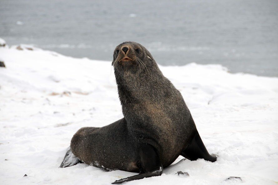 alert fur seal showing rear flippers tucked under