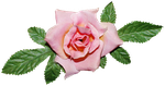 «Объятия из роз» 0_6ee31_4068b944_S