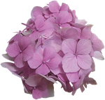 Цветы розовые  0_7294b_3ae4e873_S
