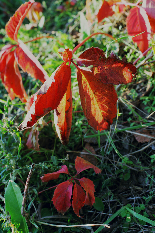 Осенняя листва, Набережная Космонавтов, Саратов, 6 октября 2011 года.