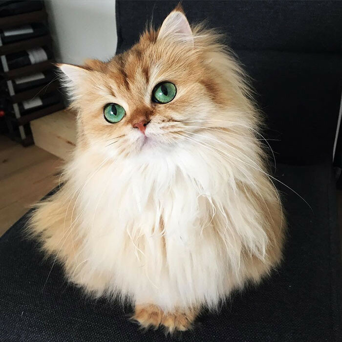 Котик Смузи, самый милый котик на фото и анимашках Instagram 